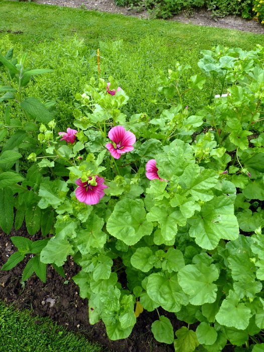 Malope trifida